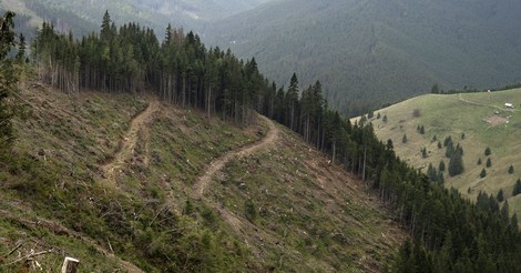 Wie Wälder in Nationalparks zu Pellets verarbeitet werden