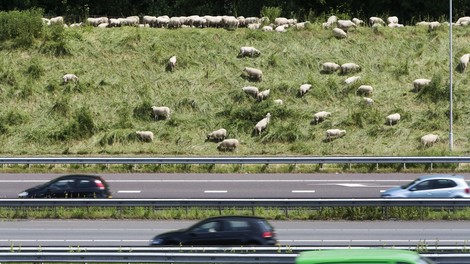 Die Niederlande sind dicht