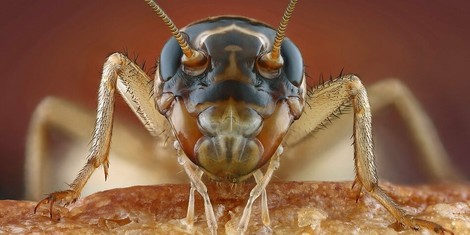 Neuer EU-Aufreger: Insekten als Nahrungsmittel zugelassen