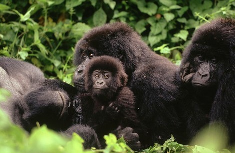 Kann ein US-Investor Kongos Regenwald vor Ölbohrungen schützen?