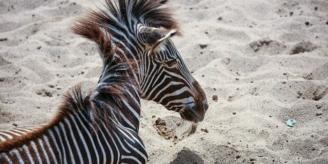 Zebra vs. Gorilla: Über Leben und Tod von Zootieren 