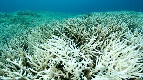 Korallensterben: So schlimm wie nie zuvor in diesem Jahr