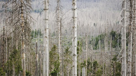 Welche Wälder brauchen wir in Zeiten des Klimawandels? 