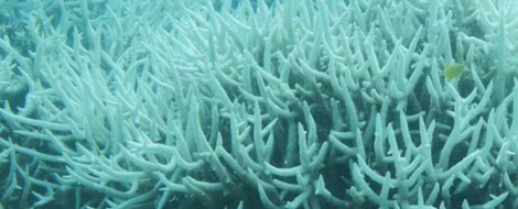 Great Barrier Reef leidet unter Rekord-Hitze