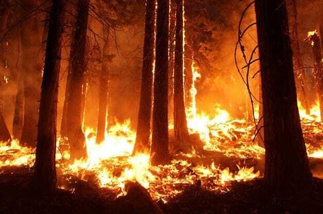 Waldbrände 2024: weit, weit außerhalb der Standardabweichung!