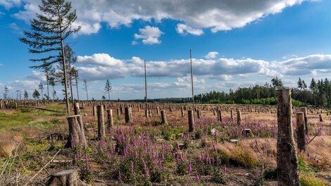 In Deutschland entnimmt der Wald der Atmosphäre kein CO2 mehr