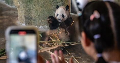 Die brutale Kehrseite der Panda-Diplomatie